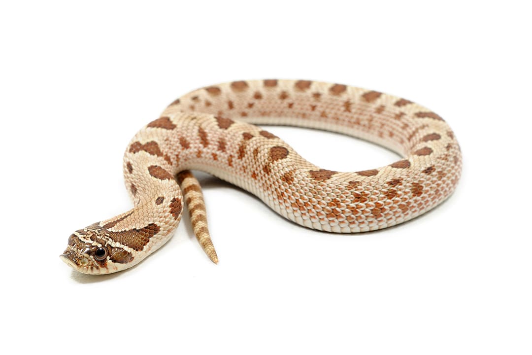 Western Hognose Snake Care Sheet Petco